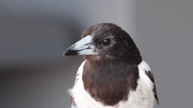 Kuş başını çeviriyor, çevreyi dikkatle gözlemliyor