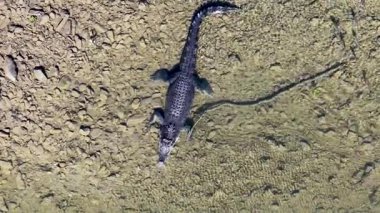 Drone, Daintree Nehri 'nin berrak sularında yüzen tuzlu su timsahını yakalar ve doğal ortamını gösterir.