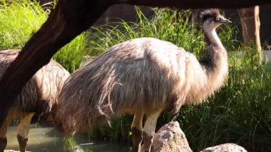 Emus doğal ortamlarda etkileşim halindedir.