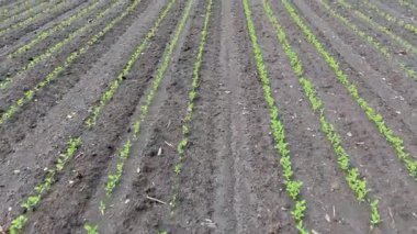 Toprakta taze şeker kamışı fideleri