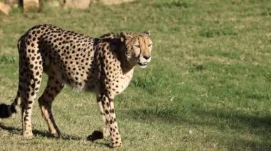 Çita çimenli arazide zarifçe yürüyor.