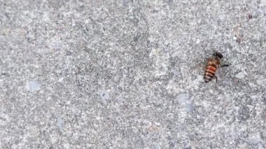 Bir arı beton zeminde hareket eder