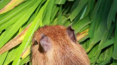 Açık havada yeşil yaprakları kemiren Capybara