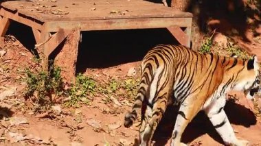 Bir kaplan etrafından dolaşır.