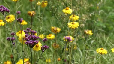 Yaban çiçekleri rüzgarda usulca sallanıyor.