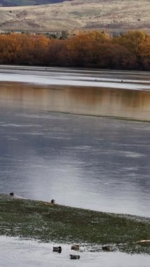 Ördekler, yumuşak, doğal ışık altında sonbahar yapraklarıyla çevrili sakin bir göl boyunca süzülür.
