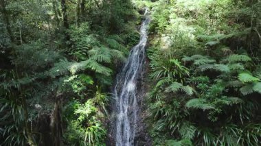 Bereketli yağmur ormanlarının ortasında sakin bir şelale.