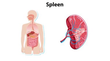 Dalağın detaylı anatomik analizi.