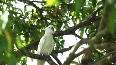 Beyaz kakadu yapraklı bir ağaçta sakince oturur.