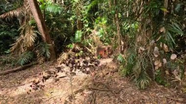 Port Douglas 'ta sakin bir orman sahnesi, yoğun yeşillikler sergileniyor ve doğal ışık altında yapraklarla kaplı bir yol.