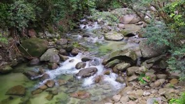 Sakin bir nehir, yoğun, yeşil bir yağmur ormanı boyunca akar. Temiz su ve pürüzsüz kayalar, doğal ışık altında yakalanır.