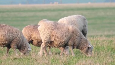 Otlakta huzur içinde otlayan koyunlar.