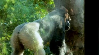 Bir goril, yoğun yeşillik ve benekli güneş ışığıyla çevrili yeşil bir çevrede dolaşarak sakin ve doğal bir atmosfer yaratır.