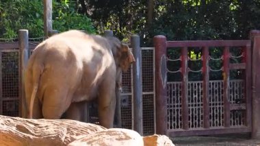 Sandıklı fil kapısının keşfi