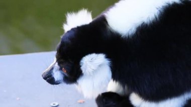 Lemur, Melbourne Hayvanat Bahçesi 'nin çevresini inceliyor