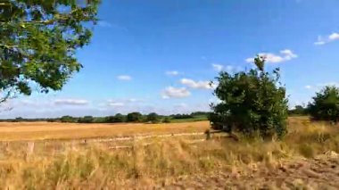 Dağılmış ağaçlarla dolu sakin bir tarla.