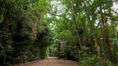 Port Douglas 'taki yoğun, canlı yağmur ormanları boyunca toprak bir yol boyunca sakin bir sürüş, doğal güzellik ve sükunet sergiliyor.