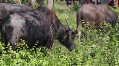 Bufalo yeşil bir alanda hareket ediyor ve yiyor.