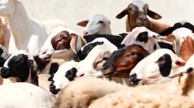 Yakın mesafede bir koyun sürüsü.