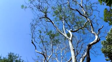 Açık mavi gökyüzünün altında sallanan uzun ağaçlar
