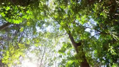 Güneş ışığı yemyeşil ağaç gölgesinde filtreleniyor