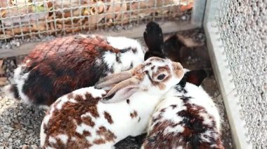 Markette bir grup tavşan.