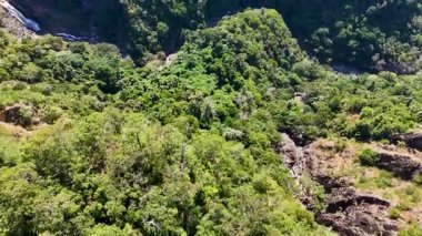 Daintree yağmur ormanlarının canlı yeşil gölgesini görüntüleyen hava görüntüleri, parlak güneş ışığı altında yoğun yeşillikler ve engebeli araziler sergiliyor.