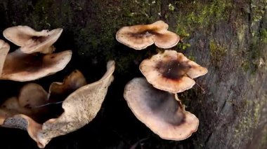 Ağaç gövdesinde büyüyen mantarların yakın çekimi