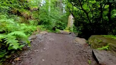 Bereketli orman yolunda huzurlu bir yürüyüş