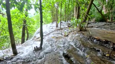 Su, tropikal bir ormanda yavaşça akar.