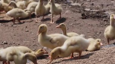 Ördekler çiftlikte kuyrukta yürüyorlar