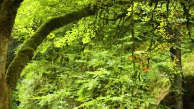 Hermitage 'da yeşil yapraklar ve yosun kaplı dallar.