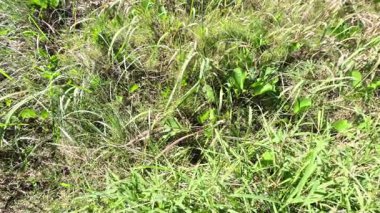 Rüzgarda usulca sallanan otlar