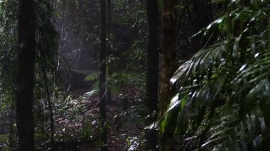 Yoğun, yemyeşil ormanlık ortadaki ruhani sis.