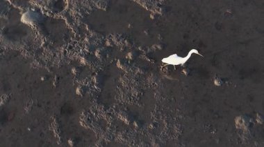 Avustralya, Port Douglas 'ta gün batımında balık avlamak için çamurda yüzen bir Akbalıkçıl' ın hava görüntüsü.