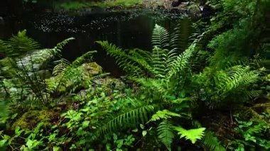 Ağaçlar ve nehirle huzurlu doğa manzarası