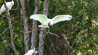Kakadu bir ağaç dalından uçar