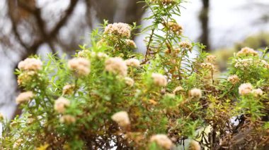 Cassinia çiçekleri Büyük Okyanus Yolu boyunca hafif bir esinti ile sallanırlar, sakin bir atmosferle doğal ışıkta yakalanırlar.