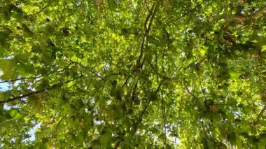 Güneş ışığı yemyeşil ağaç yapraklarının arasından süzülüyor.