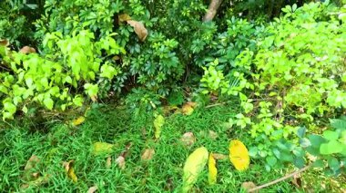 Canlı bir parkta yoğun yapraklar ve ağaçlar.