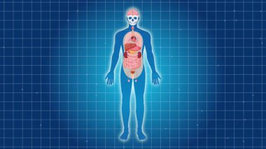 Animasyon insan sindirim sistemini vurgular, detaylı anatomik görseller ve temiz etiketleme ile mideye yakınlaşır