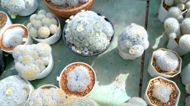 Markette çeşitli kaktüsler var.