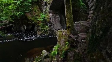 Bereketli orman manzarasından akan sakin bir nehir.