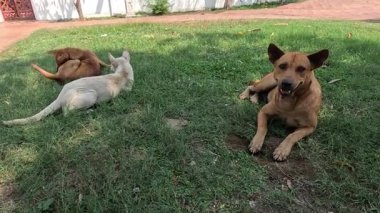 İki köpek çimlerin üzerinde oynuyor ve dinleniyor.