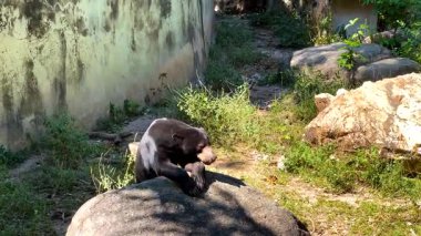 Hayvanat bahçesindeki kayaların üzerinde dinlenen ayı.