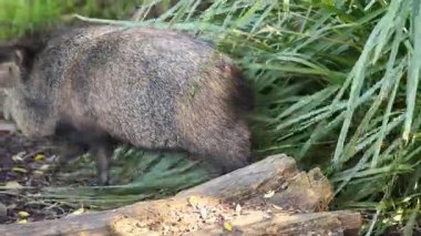 Peccary Melbourne Hayvanat Bahçesi 'ndeki ormanları keşfediyor.