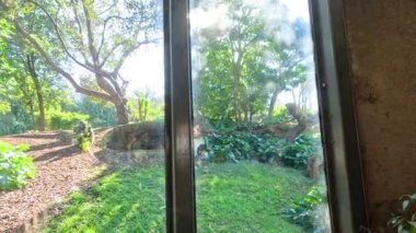 Doğal hayvanat bahçesindeki goril, güneşli bir gün.