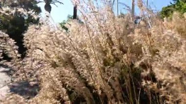 Güneş ışığındaki pampaların yakın plan görüntüsü