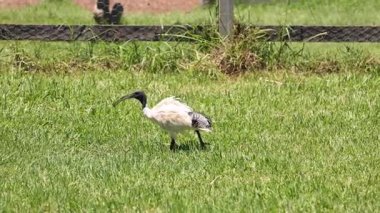 Bir Ibis kuşu otlak arazide gezinir..