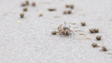 Hayalet yengeç kumsalda ilerliyor.